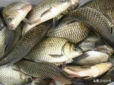 很老很老的老偏方_很老很老的老偏方小病一扫光