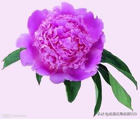 如何让你爱的人爱上你【如何让你爱的人爱上你在线阅读】
