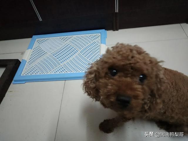 怎样引导狗狗进入自己【如何引导狗狗进入身体】